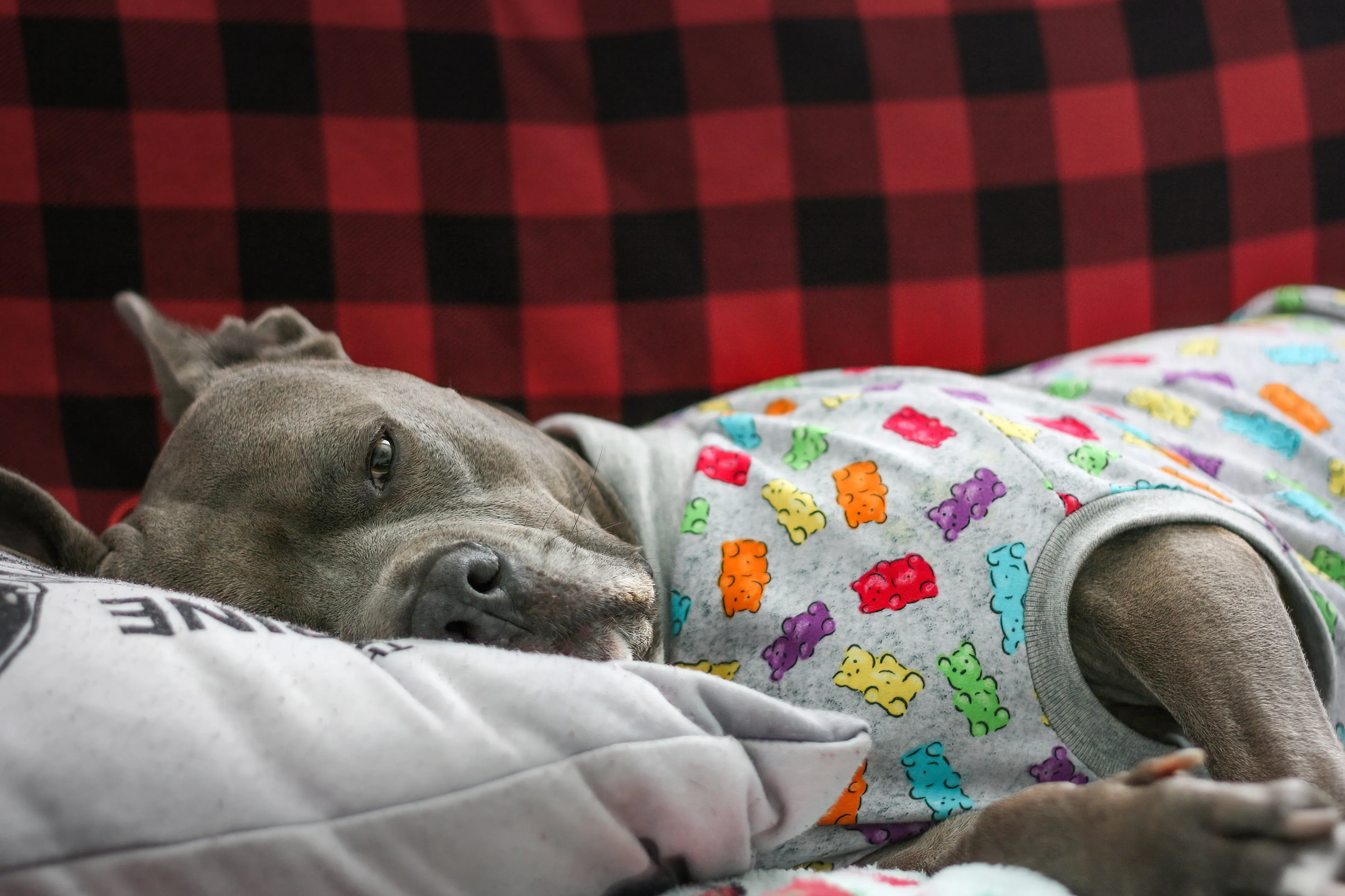 Gummy Bear Dog Pajamas
